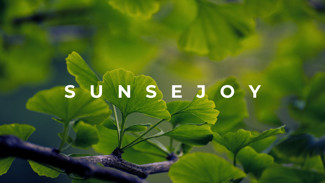 The Many Benefits of Ginkgo: Memory, Circulation, and Skin Vitality